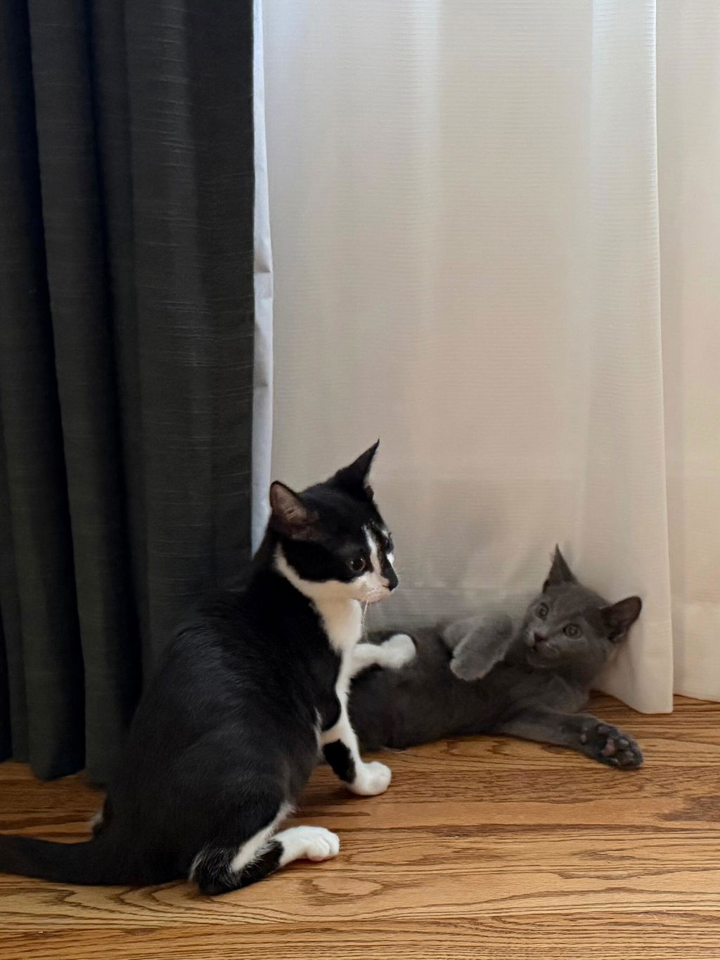 Bella Scratch Resistant Pet-Friendly Sheer Curtain Pleated