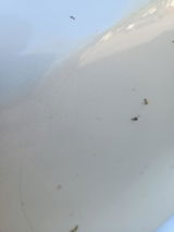 Amazon C. review photo