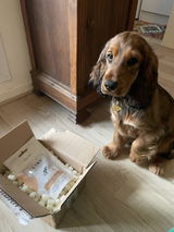 Biscuits pour chien Bœuf Carotte