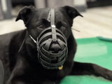 Meaghen MacDonald Well Balanced Dog Training review photo
