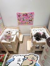 ことり review photo