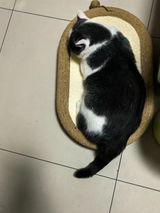 ねこまる review photo