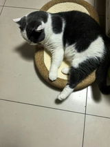 ねこまる review photo