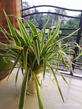 Subhadeep H. review photo