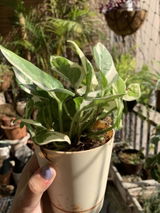 Priyanshi M. review photo