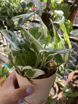 Priyanshi M. review photo
