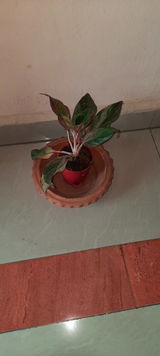 Sankhadeep D. review photo