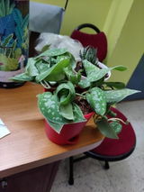 Satadipa C. review photo