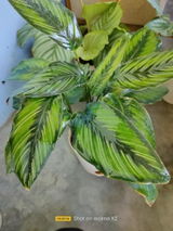 Subhadeep H. review photo