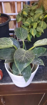 Somasree B. review photo