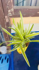 Shivani K. review photo