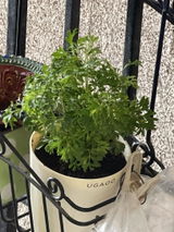 Manisha P. review photo