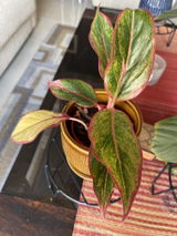 Manisha P. review photo