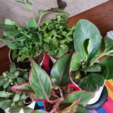 Seema M. review photo