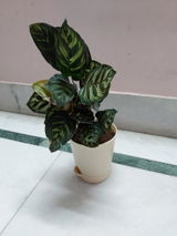 Sucheta S. review photo