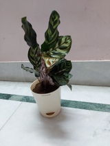 Sucheta S. review photo