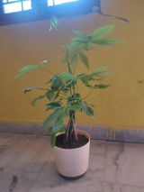 Suhruth S. review photo