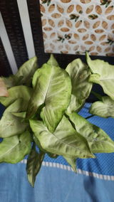 Girish K. review photo