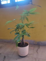 Suhruth S. review photo