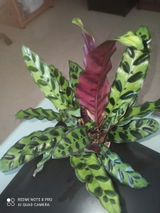 Srividya M. review photo