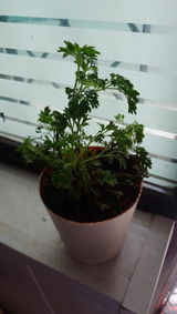Plant N. review photo