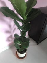 Sonal review photo