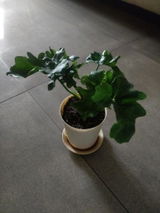 Anitha V. review photo