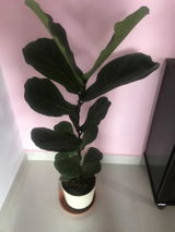 Sonal review photo