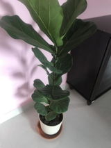 Sonal review photo