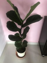 Sonal review photo