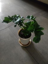 Anitha V. review photo