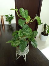 Dolma T. review photo