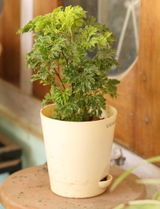 Minakshi K. review photo