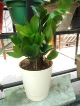 Debabarna S. review photo