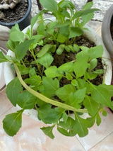 Saumya G. review photo