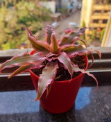 Rashmi R. review photo