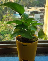 Rashmi R. review photo