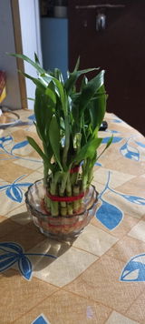 Divya s. review photo