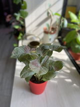 Gauri W. review photo