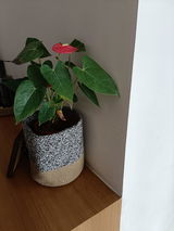 Sangita S. review photo