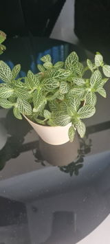Poorva K. review photo