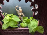 Gauri W. review photo