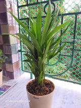 Anik B. review photo
