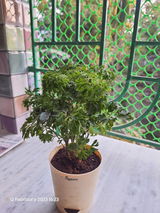 Anik B. review photo