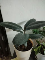mohan s. review photo