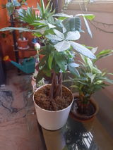 Roopa S. review photo