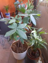 Roopa S. review photo