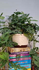 Shivani K. review photo