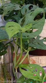 Shivani K. review photo