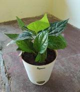 SARAVANAN S. review photo